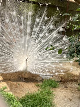 那須ワールドモンキーパークに投稿された画像（2024/6/16）