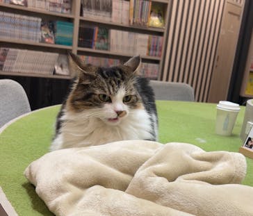 猫カフェモカ　アルシェ大宮店に投稿された画像（2024/6/16）