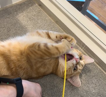 猫カフェモカ　アルシェ大宮店に投稿された画像（2024/6/16）