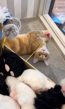 猫カフェモカ　アルシェ大宮店に投稿された画像（2024/6/16）