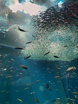 アクアワールド茨城県大洗水族館に投稿された画像（2024/6/16）