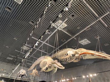 特別展「大哺乳類展３－わけてつなげて大行進」に投稿された画像（2024/6/16）