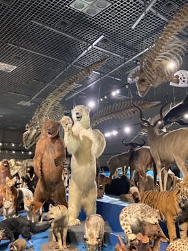 特別展「大哺乳類展３－わけてつなげて大行進」に投稿された画像（2024/6/16）