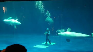 島根県立 しまね海洋館に投稿された画像（2024/6/16）