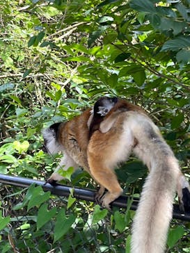 長崎バイオパークに投稿された画像（2024/6/16）