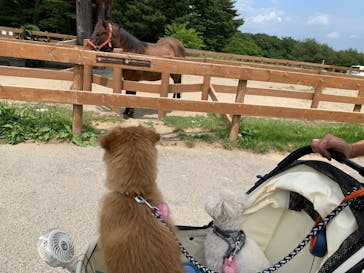 那須どうぶつ王国に投稿された画像（2024/6/16）