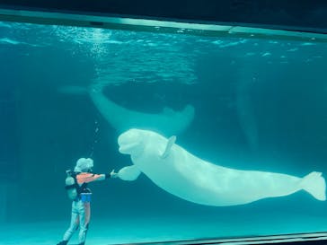 鴨川シーワールドに投稿された画像（2024/6/16）