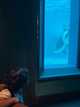 鴨川シーワールドに投稿された画像（2024/6/16）