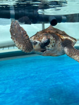 名古屋港水族館に投稿された画像（2024/6/16）