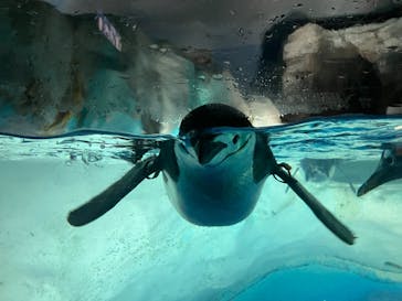 名古屋港水族館に投稿された画像（2024/6/16）