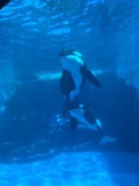 名古屋港水族館に投稿された画像（2024/6/16）