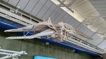 アクアワールド茨城県大洗水族館に投稿された画像（2024/6/17）