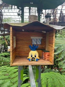 ナゴパイナップルパークに投稿された画像（2024/6/17）