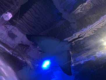 マクセル アクアパーク品川に投稿された画像（2024/6/17）