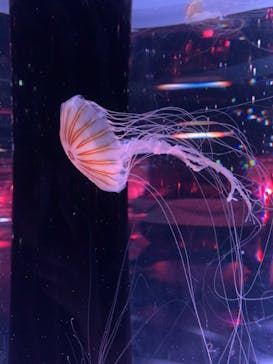 マクセル アクアパーク品川に投稿された画像（2024/6/17）