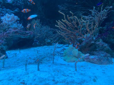 マクセル アクアパーク品川に投稿された画像（2024/6/17）