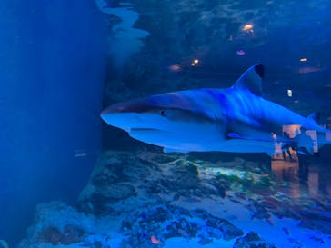 マクセル アクアパーク品川に投稿された画像（2024/6/17）