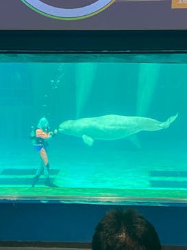 鴨川シーワールドに投稿された画像（2024/6/17）