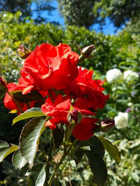 西武園ゆうえんちに投稿された画像（2024/6/17）