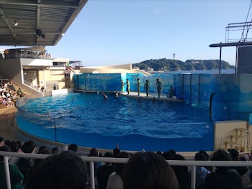 新江ノ島水族館に投稿された画像（2024/6/17）