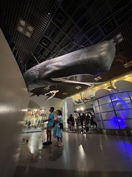 国立科学博物館に投稿された画像（2024/6/17）