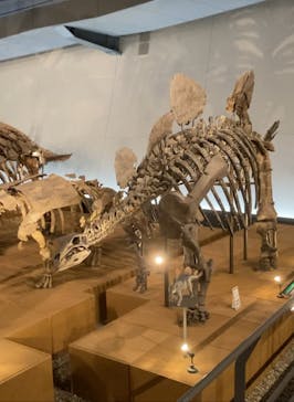 福井県立恐竜博物館に投稿された画像（2024/6/17）