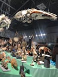 特別展「大哺乳類展３－わけてつなげて大行進」に投稿された画像（2024/6/17）