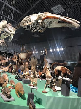 特別展「大哺乳類展３－わけてつなげて大行進」に投稿された画像（2024/6/17）