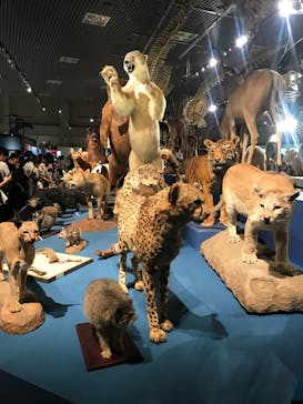 特別展「大哺乳類展３－わけてつなげて大行進」に投稿された画像（2024/6/17）