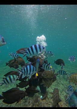 武藤潜水に投稿された画像（2024/6/17）