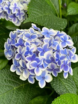 横浜イングリッシュガーデンに投稿された画像（2024/6/17）