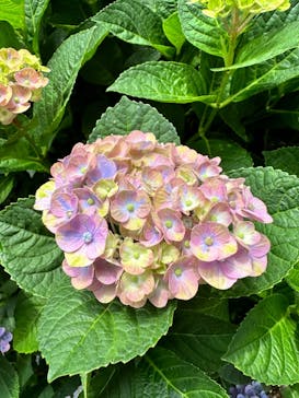 横浜イングリッシュガーデンに投稿された画像（2024/6/17）