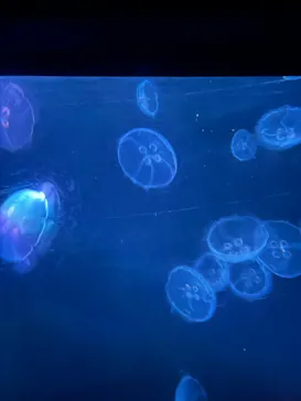 すみだ水族館に投稿された画像（2024/6/17）