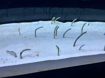 すみだ水族館に投稿された画像（2024/6/17）