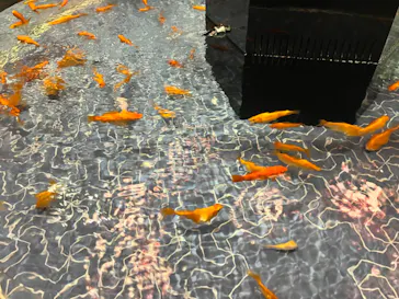 すみだ水族館に投稿された画像（2024/6/17）