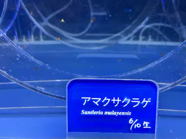 すみだ水族館に投稿された画像（2024/6/17）