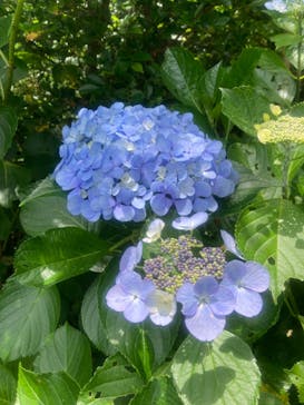 下田ロープウェイに投稿された画像（2024/6/17）