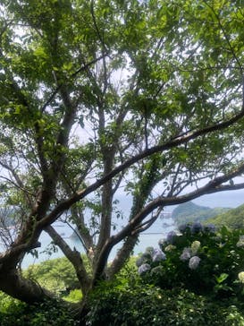 下田ロープウェイに投稿された画像（2024/6/17）