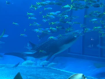 沖縄美ら海水族館に投稿された画像（2024/6/17）