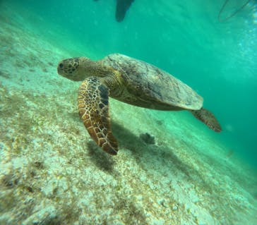 宮古島 ADVENTURE PiPi（ミヤコジマ アドベンチャー ピピ）に投稿された画像（2024/6/17）