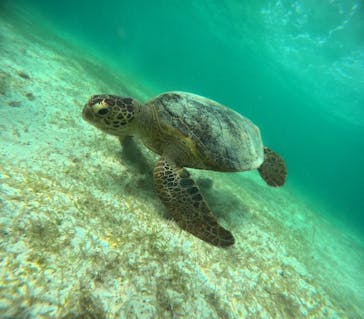 宮古島 ADVENTURE PiPi（ミヤコジマ アドベンチャー ピピ）に投稿された画像（2024/6/17）