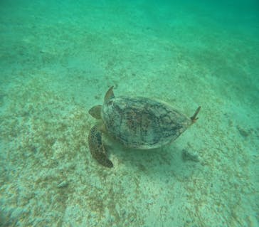 宮古島 ADVENTURE PiPi（ミヤコジマ アドベンチャー ピピ）に投稿された画像（2024/6/17）