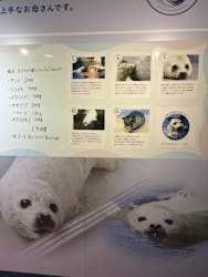 新江ノ島水族館に投稿された画像（2024/6/17）