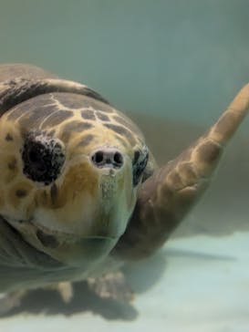 マリンワールド海の中道に投稿された画像（2024/6/17）