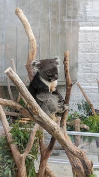 淡路ファームパーク イングランドの丘に投稿された画像（2024/6/17）