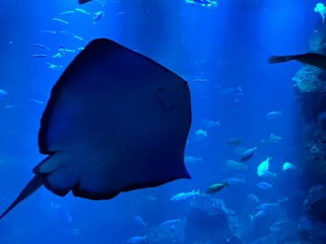 京都水族館に投稿された画像（2024/6/17）