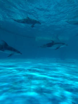 鴨川シーワールドに投稿された画像（2024/6/17）