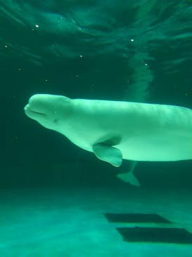 鴨川シーワールドに投稿された画像（2024/6/17）