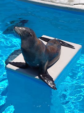 鴨川シーワールドに投稿された画像（2024/6/17）