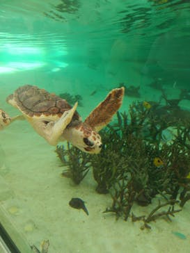 鴨川シーワールドに投稿された画像（2024/6/17）